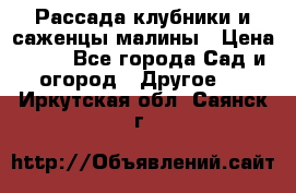 Рассада клубники и саженцы малины › Цена ­ 10 - Все города Сад и огород » Другое   . Иркутская обл.,Саянск г.